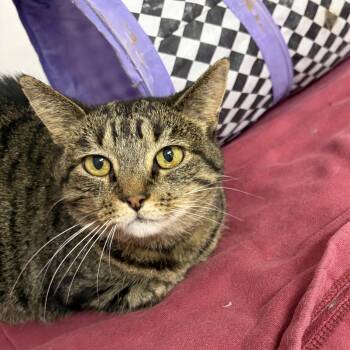 Beth -  Domestic Short Hair Cat for Adoption in Lansing, Michigan - Beth | PetCurious