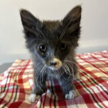 IVHS-Stray-139390 -  Domestic Long Hair Cat for Adoption in San Gabriel, California - IVHS-Stray-139390 | PetCurious