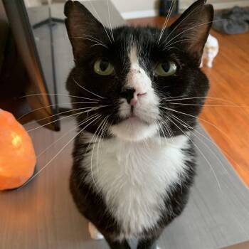 Rescue Domestic Short Hair Cats for Adoption in Buffalo, New York - Melo | PetCurious