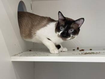 Jax -  Snowshoe and Extra Toes Cat Hemingway Polydactyl Cat for Adoption in Chestertown, Maryland - Jax | PetCurious