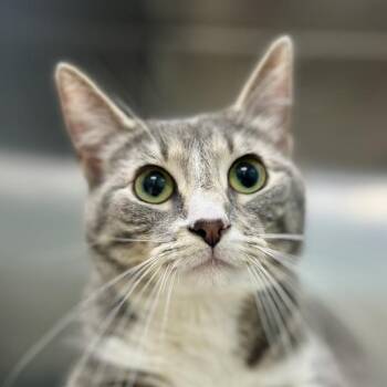 Lilith -  Domestic Short Hair Cat for Adoption in Sioux City, Iowa - Lilith | PetCurious