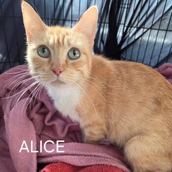 Domestic Short Hair Cats Available for Adoption in Long Beach, California - Alice (Skittles) | PetCurious