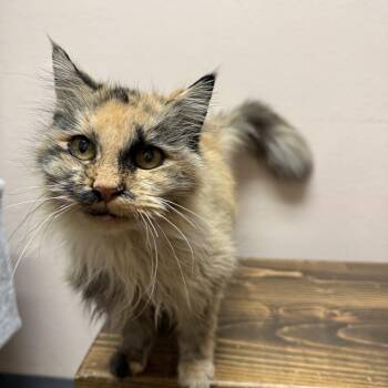 Iola -  Domestic Short Hair Cat for Adoption in Oconto, Wisconsin - Iola | PetCurious