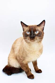 Siamese and Domestic Short Hair Cats Available for Adoption in Morton Grove, Illinois - Koda | PetCurious