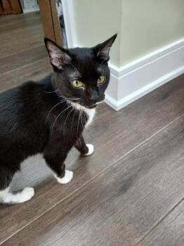 Oreo -  Domestic Short Hair Cat for Adoption in Markham, Ontario - Oreo | PetCurious