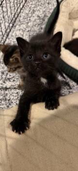 Clove -  Domestic Short Hair Cat for Adoption in Shawnee, Kansas - Clove | PetCurious