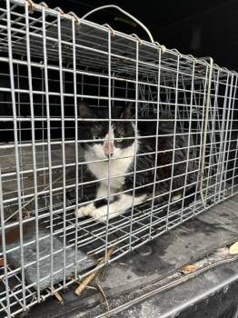 Domestic Short Hair Cats Available for Adoption in Fort Walton Beach, Florida - QIFREY | PetCurious
