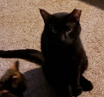 Rescue Domestic Short Hair Cats for Adoption in Wantage, New Jersey - Inky | PetCurious