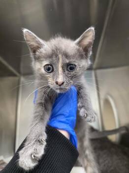 LYNDSEY -  Domestic Medium Hair Cat for Adoption in Las Vegas, Nevada - LYNDSEY | PetCurious