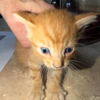 Bunky -  Domestic Short Hair Cat for Adoption in Madisonville, Kentucky - Bunky | PetCurious