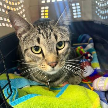 Jake -  Domestic Short Hair Cat for Adoption in Kingman, Arizona - Jake | PetCurious