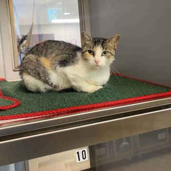 Rose -  Domestic Short Hair Cat for Adoption in Nevada, Missouri - Rose | PetCurious