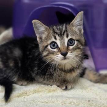 Amaryllis -  Domestic Short Hair Cat for Adoption in Westland, Michigan - Amaryllis | PetCurious