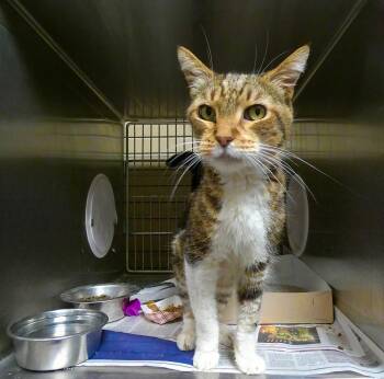 LOGAN -  Tabby Cat for Adoption in Pasadena, California - LOGAN | PetCurious
