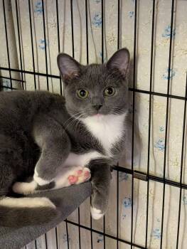 Dopey -  Domestic Short Hair Cat for Adoption in Rocky Ridge, Maryland - Dopey | PetCurious