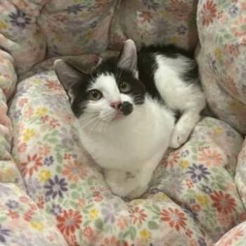 Cassie Plump -  Domestic Short Hair Cat for Adoption in Morrison, Colorado - Cassie Plump | PetCurious