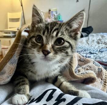 Rescue Domestic Short Hair Cats for Adoption in Absecon, New Jersey - Millie | PetCurious