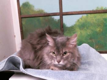FAYE -  Domestic Long Hair and Domestic Short Hair Cat Available for Adoption in Houston, Texas - FAYE | PetCurious