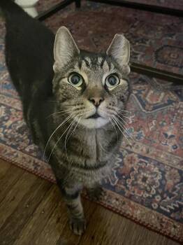 Domestic Short Hair Cats Available for Adoption in Philadelphia, Pennsylvania - Sully Patton | PetCurious