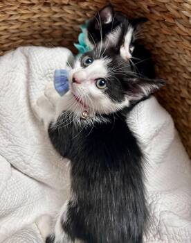 Rescue Domestic Short Hair Cats for Adoption in Greensboro, North Carolina - Puddles | PetCurious