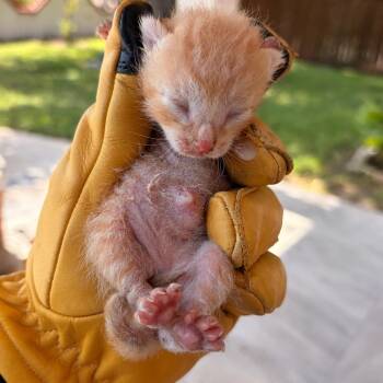 Domestic Short Hair Cats Available for Adoption in Edinburg, Texas - Dandy 1 | PetCurious