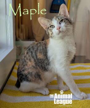 Rescue Domestic Short Hair Cats for Adoption in Groveland, Florida - Maple | PetCurious