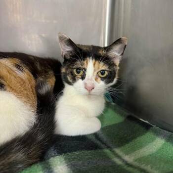 Domestic Short Hair Cats Available for Adoption in Buffalo, New York - Vienna | PetCurious