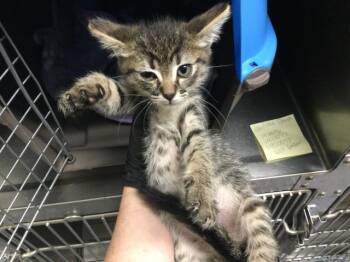 A1920098 -  Domestic Short Hair Cat for Adoption in Thousand Palms, California - A1920098 | PetCurious