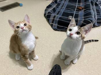 Rescue Domestic Short Hair Cats for Adoption in Morgantown, West Virginia - Ash | PetCurious