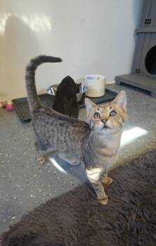 Jazz -  Domestic Short Hair Cat for Adoption in Miami, Oklahoma - Jazz | PetCurious