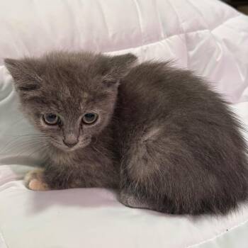 Hiney -  American Shorthair Cat for Adoption in Greenfield, Indiana - Hiney | PetCurious