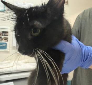 Baku -  Domestic Short Hair Cat for Adoption in Sacramento, California - Baku | PetCurious