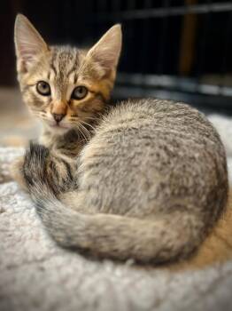 Mo Mackitten -  Domestic Short Hair and Tabby Cat for Adoption in Chandler, Arizona - Mo Mackitten | PetCurious