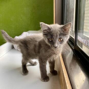 Wing Nut -  Domestic Long Hair Cat for Adoption in Fargo, North Dakota - Wing Nut | PetCurious