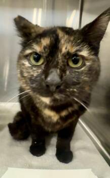 Tortoiseshell Cats Available for Adoption - Sienna | PetCurious