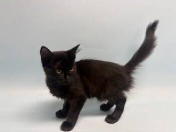 Mariah Reynolds -  Domestic Short Hair Cat for Adoption in Golden Valley, Minnesota - Mariah Reynolds | PetCurious