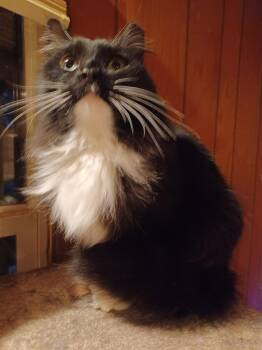 Maine Coon and Tuxedo Cats Available for Adoption - Socks | PetCurious