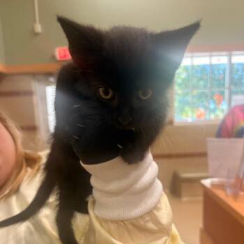 Pocus -  Domestic Short Hair Cat for Adoption in Winston-salem, North Carolina - Pocus | PetCurious