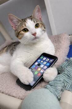 Annie -  Domestic Short Hair Cat for Adoption in Albion, New York - Annie | PetCurious