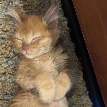 Royalty -  Domestic Short Hair Cat for Adoption in Phoenix, Arizona - Royalty | PetCurious