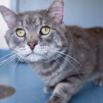 Eddie -  Domestic Short Hair Cat for Adoption in Saint Paul, Minnesota - Eddie | PetCurious