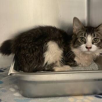 Little Bit -  Domestic Short Hair Cat for Adoption in Gloucester, Virginia - Little Bit | PetCurious