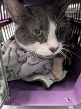 Rescue Domestic Short Hair Cats for Adoption in Montreal, Quebec - Sidney | PetCurious