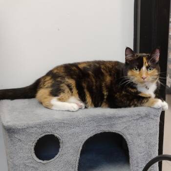 Calico Cats Available for Adoption in York, South Carolina - Lizzie | PetCurious