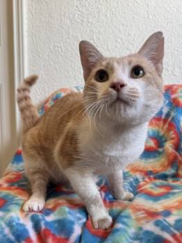 Rescue Tabby and Domestic Short Hair Cats for Adoption in Austin, Texas - Cheerio | PetCurious