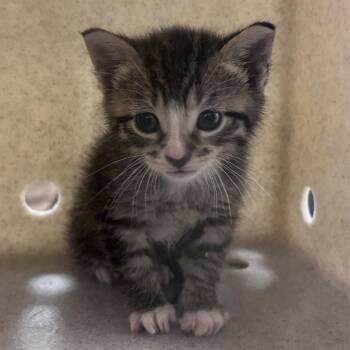 Churro -  Domestic Short Hair Cat for Adoption in Philadelphia, Pennsylvania - Churro | PetCurious