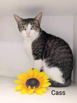 Cass -  Domestic Short Hair Cat for Adoption in Flint, Michigan - Cass | PetCurious