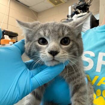 Rescue Domestic Short Hair Cats for Adoption in Troy, Virginia - Blitzen | PetCurious