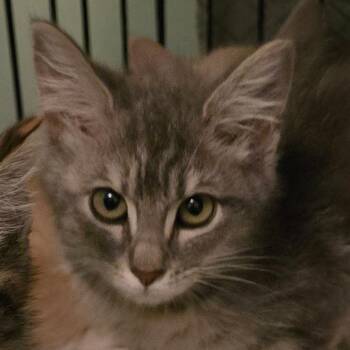 Mercy -  Domestic Short Hair Cat for Adoption in Grantsville, Utah - Mercy | PetCurious