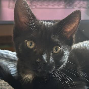 Rescue Domestic Short Hair Cats for Adoption in Burbank, California - Charlie (A134824) | PetCurious